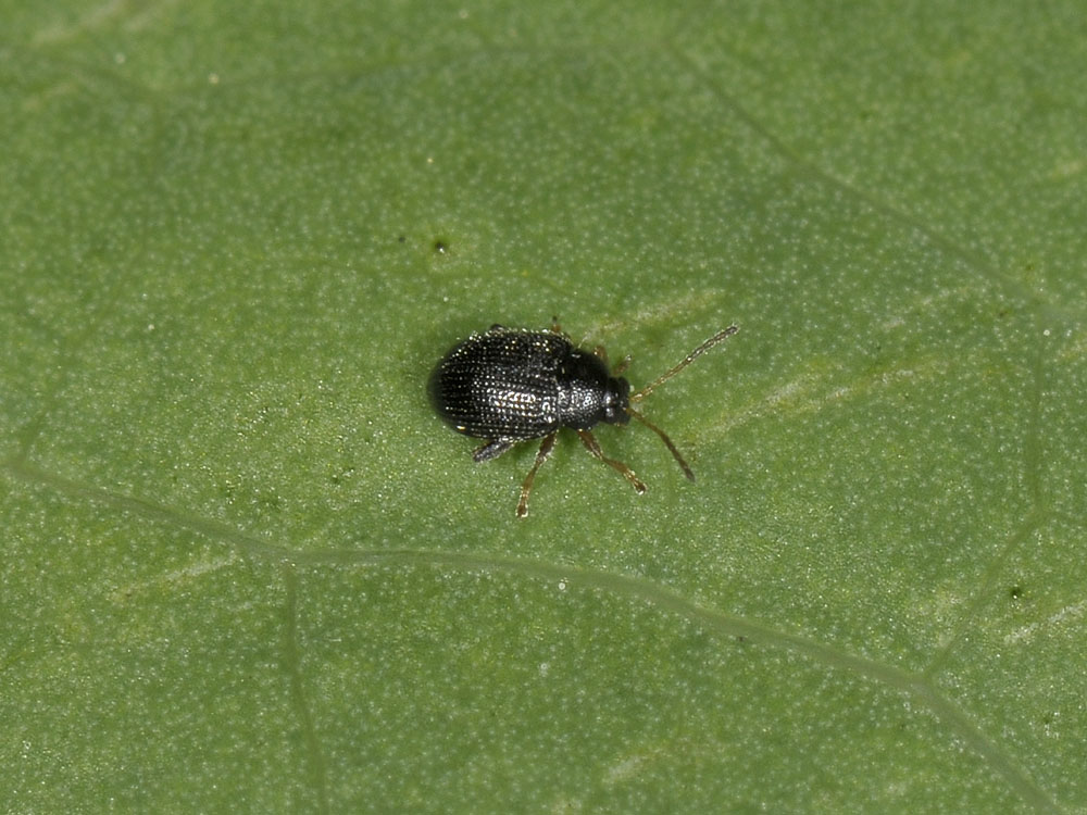 Epitrix pubescens, Chrysomelidae